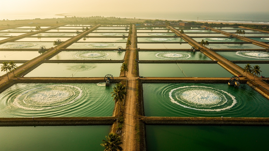 Aerial view of a shrimp farm in Andhra Pradesh with earthen ponds and paddlewheel aerators