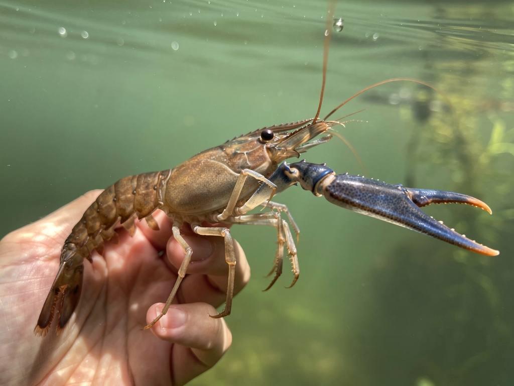 Giant freshwater prawn with long blue claws