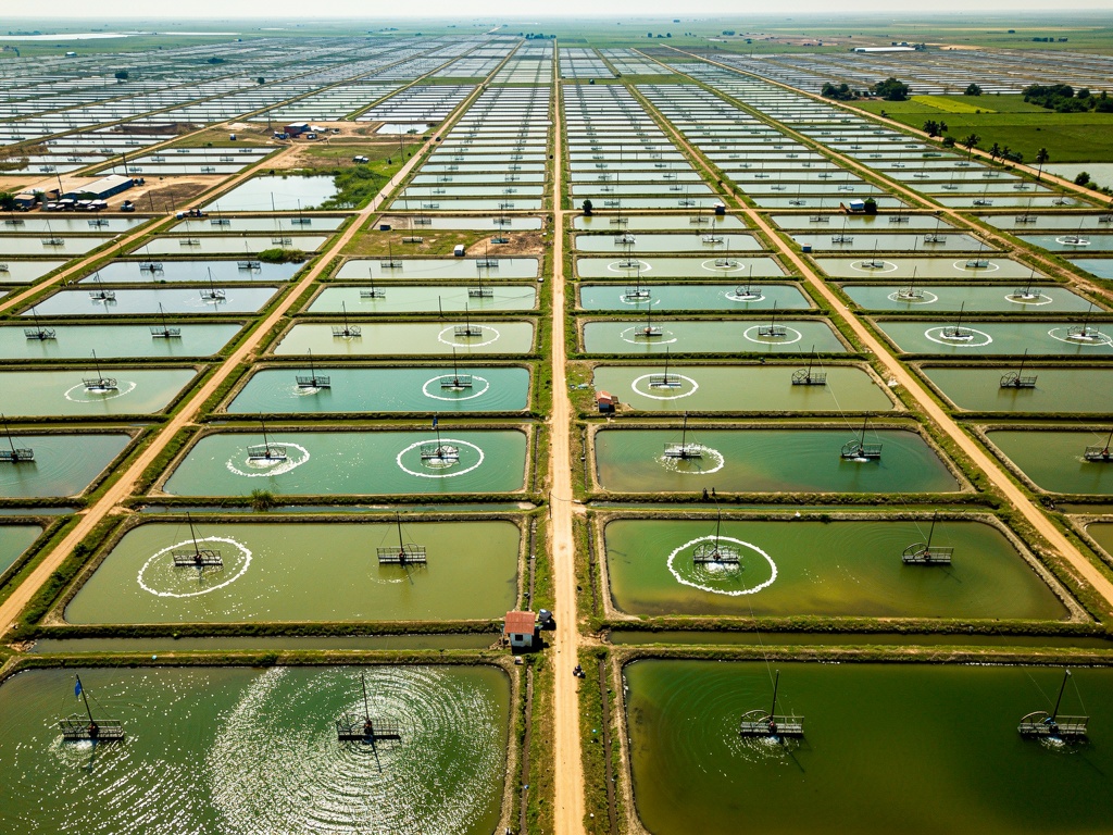 Dense shrimp ponds in the Krishna-Godavari delta, Andhra Pradesh